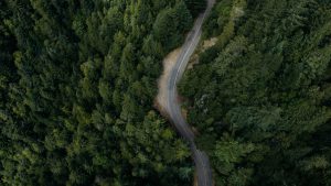 Image of a forest from the air