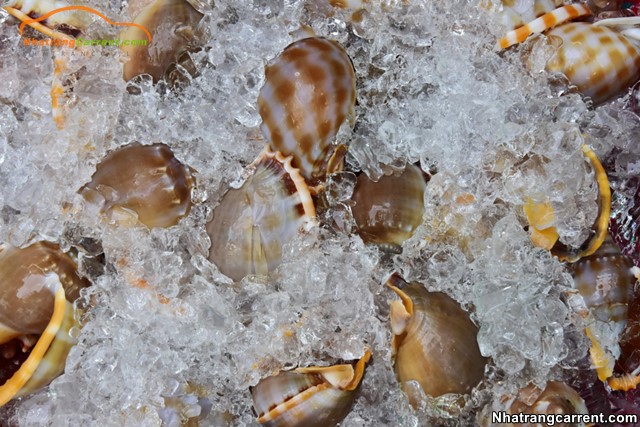 Fresh seafood in Nha Trang