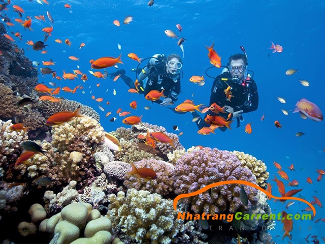 Diving to watch coral - THINGS TO DO IN NHA TRANG
